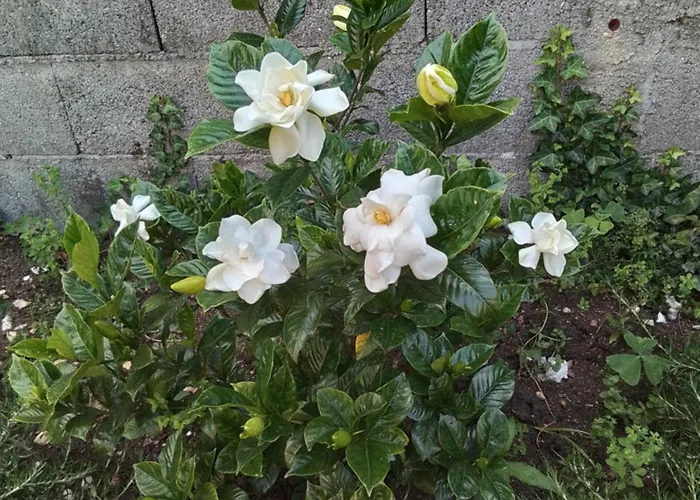 & Casa Maia Kır Evi *